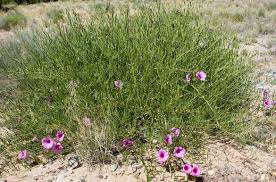 Image result for Ipomoea blepharophylla