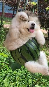 Pin By Shefali Sahay On Animals Cute Animals Cute Baby Animals Baby Animals Funny