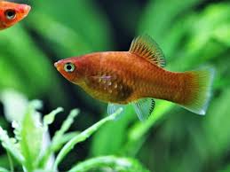A Platy Fish Care Guide - Aquatic Live Food | Aqua Cultured Aquarium Foods
