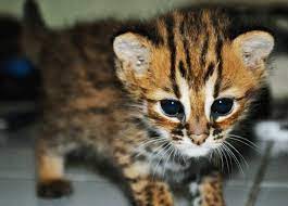 Nama latin kucing hutan borneo mengenal kucing bengal. Daftar Harga Kucing Blacan Terbaru Mei 2021