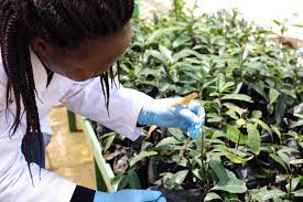 Image result for Crotalaria huillensis