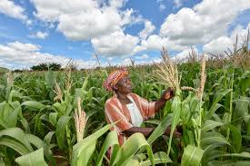 This will avoid the downy mildew disease of maize crop. Flowering Plants Boost Maize Yields By Half Sub Saharan Africa
