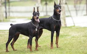 The great bank robbery depicts a comedic western variation on this. Doberman Pinscher Trupanion Dog Breed Guide