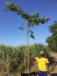 Image result for Albizia adianthifolia