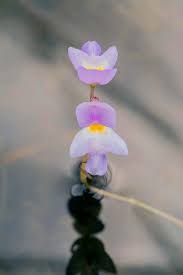 Image result for Volusia resupinata