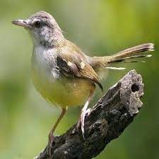 Suara Burung Ciblek World Birds Bird Species Bird