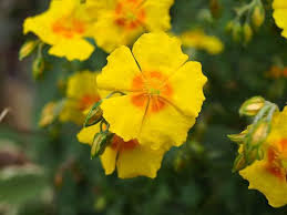 Les émotions négatives qui sont ressenties une catégorie de fleurs de bachs rassemble des élixirs qui permettent d'atténuer ou d'effacer les. Petit Surdoue Hypersensible Et Les Fleurs De Bach Francoise Quencez