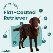 Image result for flat coated retrívr
