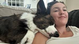 Corgi's encounter with a chocolate lab at the beauty shop