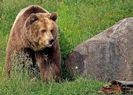 Check spelling or type a new query. 1536x864px Free Download Hd Wallpaper Grizzly Bear Montana Bozeman Montana Grizzly Encounter Animal Wildlife Wallpaper Flare