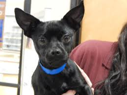 We do adopt to oregon and washington state. Taco Is A Social Little Chihuahua Male Who Is About 2 Years Old 25 Adoption Fee This Week For All Six Chihuahuas In Rescue Cont Pets Chihuahua Cute Animals