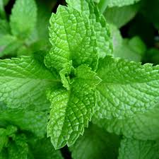 We did not find results for: Peppermint Plants For Sale Online In Ireland Shop Now
