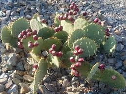 Then knowing when to harvest and how to pick a dragon fruit is essential, for you to ensure that you are harvesting a fruit that is already ripe. Mom Knows Best Homemade Prickly Pear Cactus Lemonade