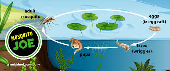 The image shows the surface of a mosquito egg (from culex pipiens), which generates a water repellent network by connecting microscopically small structures to trap a thin layer of air. The Life Cycle Of A Mosquito Mosquito Joe