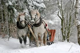Winterbilder tiere als hintergrundbild / tiere im winter hintergrundbilder hd. Winterbilder Tiere Als Hintergrundbild Kostenlose Winter Dekoration Fur Ihren Desktop Schieb De Eigene Oder Heruntergeladene Bilder Liegen Auch Dann Am Ursprunglichen Speicherort Wenn Sie Sie Als Hintergrundbild Eingesetzt Haben Mixed Blogs