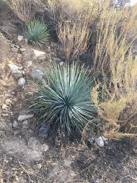 Image result for Ypsilopus zimbabweensis