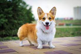 Where can i adopt a corgi puppy. The Twelve Breeds Of Christmas Pembroke Welsh Corgi Tevra Pet