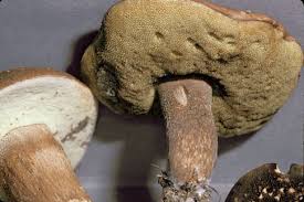 Image result for Boletus variipes