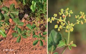 Image result for Cyphostemma lanigerum