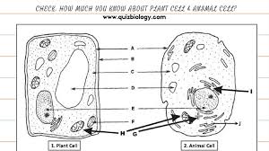 Check spelling or type a new query. Plant Cell And Animal Cell Diagram Worksheet Pdf