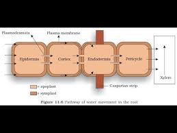 A tissue made up of thin tubes located just below the surface of the plant's stems. How Do Plants Absorb Water Difference Between Apoplast And Symplast Pathway Transport In Plant Youtube