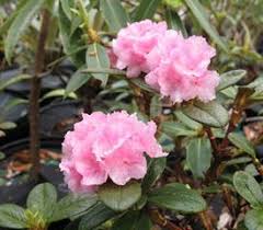 Rhododendron Cephalanthum Ssp Platyphyllum In 2020 Rhododendron Plant Rhododendron Bloom
