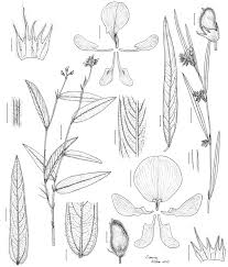 Image result for Eriosema