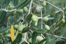 Check spelling or type a new query. Hd Wallpaper Brunch Of Green Fruit Olive Tree Nature Plant Olive Branch Wallpaper Flare