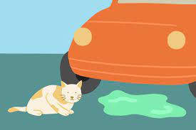 Is Lysol Safe For Cats How To Keep Your Cat Safe When Using Household Daily Paws