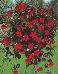 Pot Dipladenia Mandevilla Sundaville Red Mandevilla Vine Flowers Flower Garden