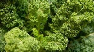Chlorophyll is perhaps the most important naturally occurring pigment on the planet. Gesunde Ernahrung Chlorophyll Superfood Oder Hype Gesundheit Br Fernsehen Fernsehen Br De