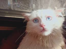 Trinity blocking me from playing Xbox again! She smears her face all over  mine!