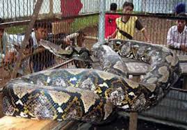 Le plus grand serpent du monde capturé en malaisie 8m et 250km. Le Plus Long Serpent Du Monde Python Inside Divers Le Bistrot Forum Les Clubs Forum Auto