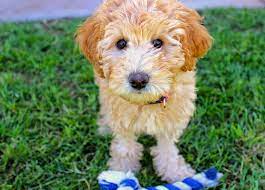 Labrador retrievers and standard poodles both tend to live around 12 years. Health Problems In Labradoodles What You Need To Know About Doodles