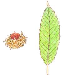 ニッポン全国どんぐりイラスト図鑑 Acorn