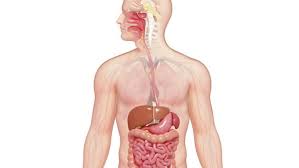 digestive system explained organs and digestion