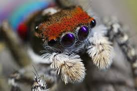 Maratus Caeruleus Jumping Spider Animals Cute Animals