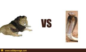 In a short video he later posted to facebook, the gator is seen violently shaking the python, which kruger estimated was more than 10 feet in length. Lion Vs Cobra Battles Comic Vine