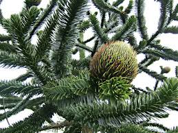 Maybe you would like to learn more about one of these? The Monkey Puzzle Tree An Unusual And Endangered Plant Owlcation