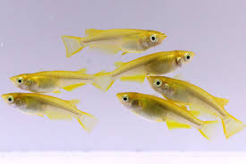 めだかの館のブログ - ムラゴン