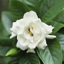 Different types of flowers hd images. 33 Pretty Flower Images Best Types Of Flowers For Your Garden