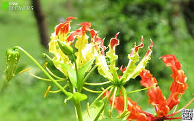 We did not find results for: State List Of Flowers