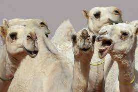 Doctors say those who find the camel will be far from developing alzheimer's. A Dozen Camels Disqualified From Saudi Beauty Pageant Over Botox Injections The Two Way Npr