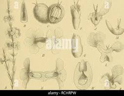 Image result for Chenolea