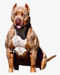 Cb sugadaddy x cb lotus. Xl Blur Pitbulls Xl Red Pitbulls Xl Black Pitbull Pit Bull Hd Png Download Kindpng