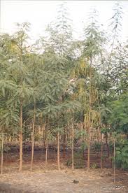 Image result for Sesbania grandiflora