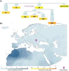 Mtdna Haplogroup U Peace Justice Ancient Humans Mystery Of History Africa