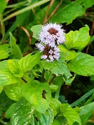 Image result for Mentha aquatica
