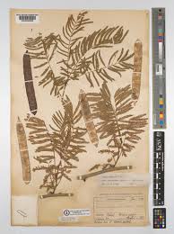 Image result for Acacia polyacantha