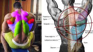 new video by مهووس عضلات كمال الاجسام on youtube فديو شرح مناطق المستهدفة بطريقة سهلة وبسيطة والتي تحتاج الى صور حتى توضح تمرين ظهر تضخيم لتعريض وتضخيم الظه